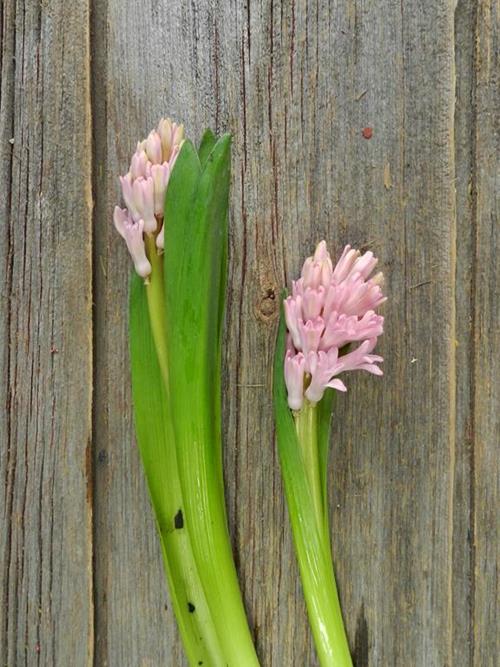 PINK HYACINTH